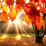 Spring To Autumn Family Counseling