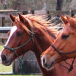 Transitions Equine Services, LLC