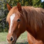 Pecan Creek Ranch