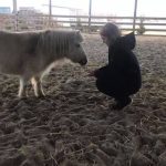 Equine-Facilitated Mental Health