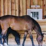 Healing Hoof Steps