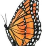 Monarch Counseling Services, PLLC's profile picture